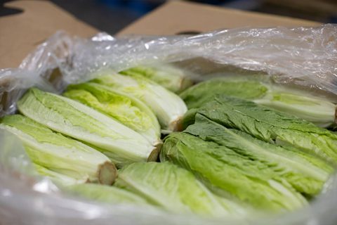 fresh romain lettuce